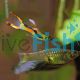 Pair Endlers Red Line Guppy