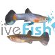 Pair French Blue Star Endler Guppy