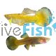 Pair Full Gold Guppy 