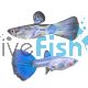 Pair Metal Snakeskin Guppy