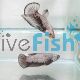 Pair PKHM Samurai Black Betta