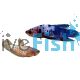 Pair Plakat Candy Koi - Betta Select 