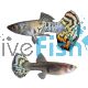 Pair Platinum Yellow Tiger Guppy 