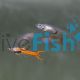 Pair Red Chili Endler Guppy