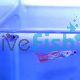 Pair Red Lace Guppy 