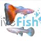 Pair Sky Blue Orange Tail Guppy