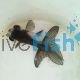 Panda - Black and White Goldfish 