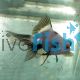 Panda Black and White Goldfish