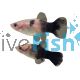 Panda Platy 