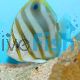 Butterflyfish Ocellate 