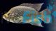 Paratilapia Polleni 3cm