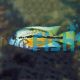 Parrot Cichlid