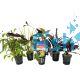 Assorted Display Plants