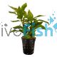 Yellow Ivy - Pot 