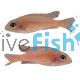 Peacock Cichlid Fire Fish