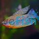 Lace Pearl Gourami XL 9cm