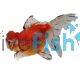 Pearlscale Crown - Carassius auratus