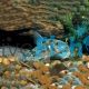 Peppered Corydoras