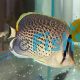 Peppered Butterflyfish