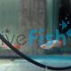 Peppermint Platy 4cm