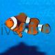 Percula Onyx Clownfish