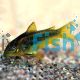 Peru Neon Gold Stripe Corydoras 