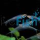 Phantom Glass Catfish