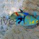 Triggerfish Picasso