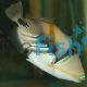 Picasso Triggerfish - Small