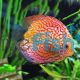 Pigeon Checkerboard Discus 