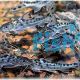 PICTUS CATFISH 