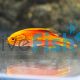 Pintail Fairy Wrasse