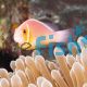 Pink Skunk Clownfish