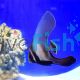 Pinnatus Batfish - Large