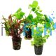 Assorted Bunch Plants - Hydroponic Pot