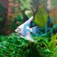 Platinum Angel Fish 