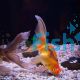 Pom Pom Goldfish