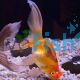 Goldfish Pom Pom