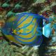 Angelfish Blue Ring Adult 