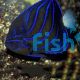 Angelfish Blue Ring