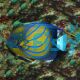 Angelfish Blue Ring 