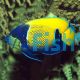 Blue Girdled Angelfish - Large