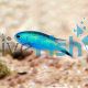 Allen’s Damselfish