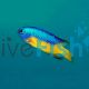 Goldbelly Damselfish 