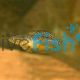 Gudgeon Empire Poreless