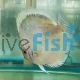 Powder Blue Discus 9cm