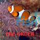 2x Orange and White Clownfish