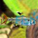 Golden Pristella Tetra 