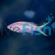 Purple Queen Anthias - Medium