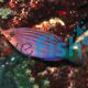 Wrasse - Sixline